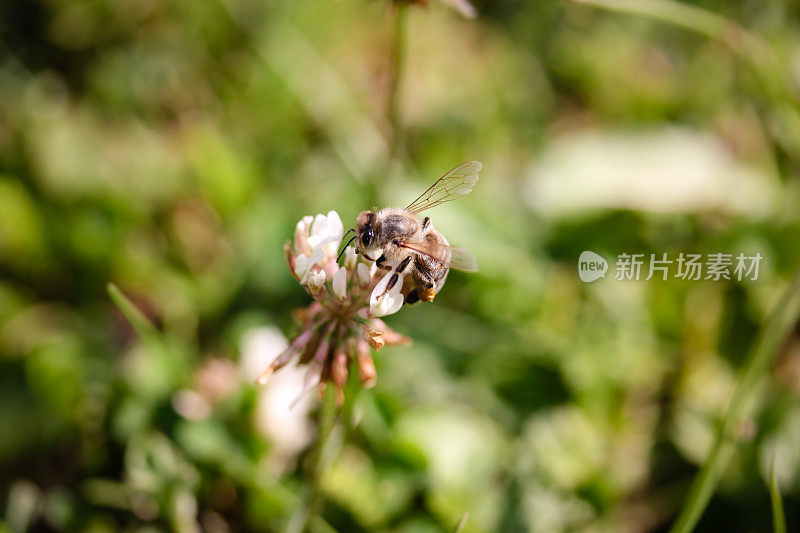 蜜蜂在花上采集花蜜