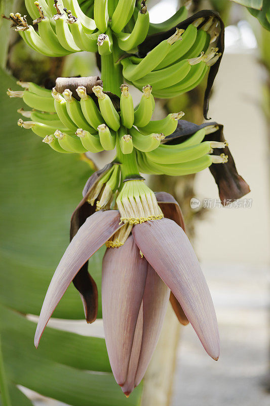 香蕉、水果和鲜花