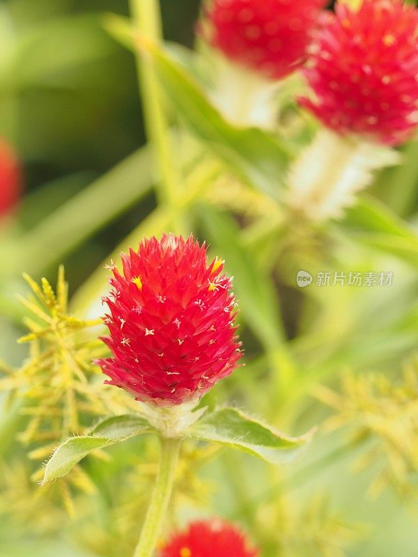 红色开花植物特写镜头