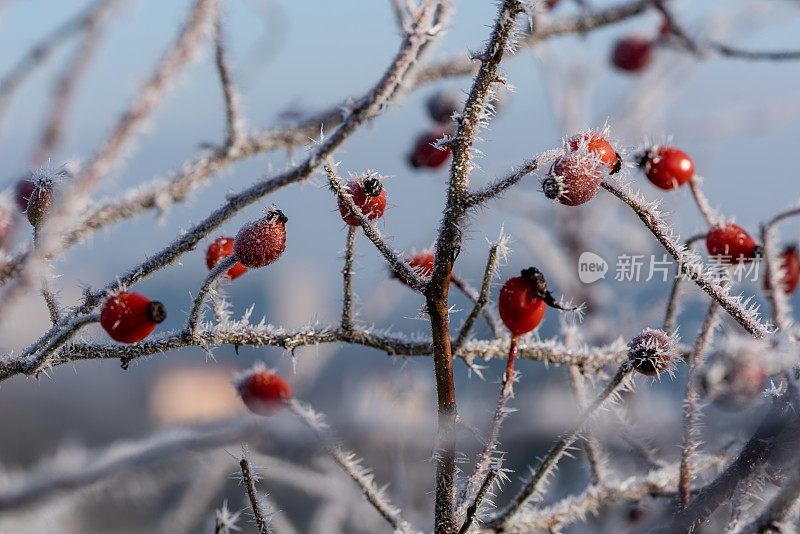 森林蔷薇果在冬季