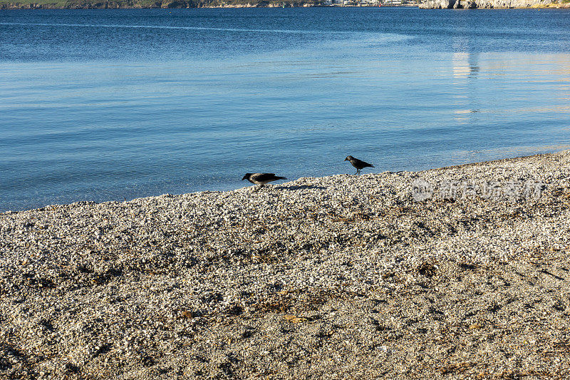 海滩上的乌鸦