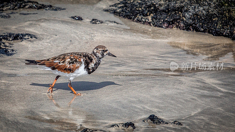 加拉帕戈斯群岛，红润turnstone，有衣领的旅游(Arenaria解说)。