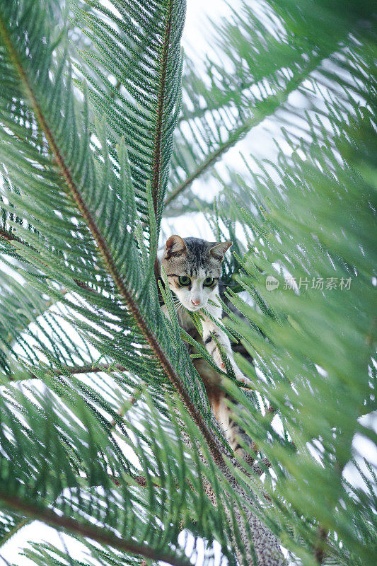 猫在考亚艾的树顶