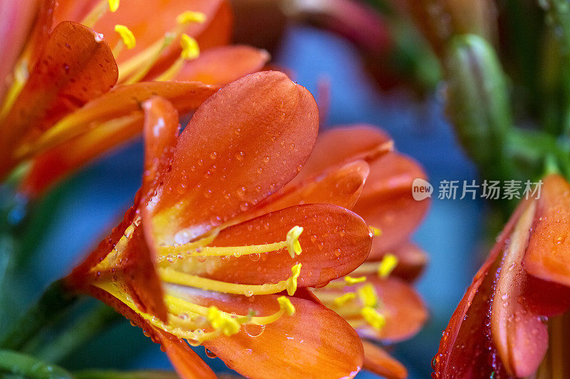 特写橙色君子兰花与雨滴，美丽的自然背景与复制空间