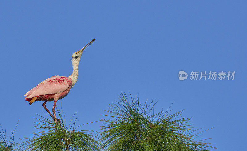 粉红玫瑰色琵鹭鸟在美国佛罗里达中部的奥兰多湿地公园