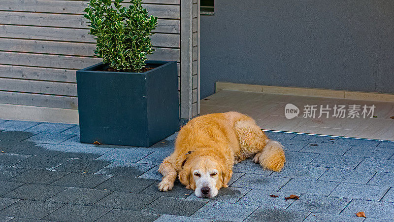 一只金毛寻回犬躺在一所房子的入口处