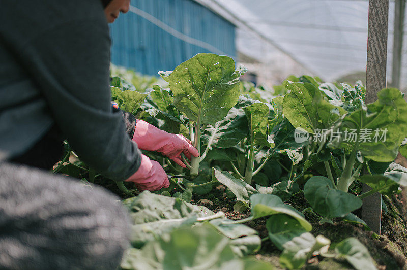 亚洲女农民在温室中收获羽衣甘蓝植物