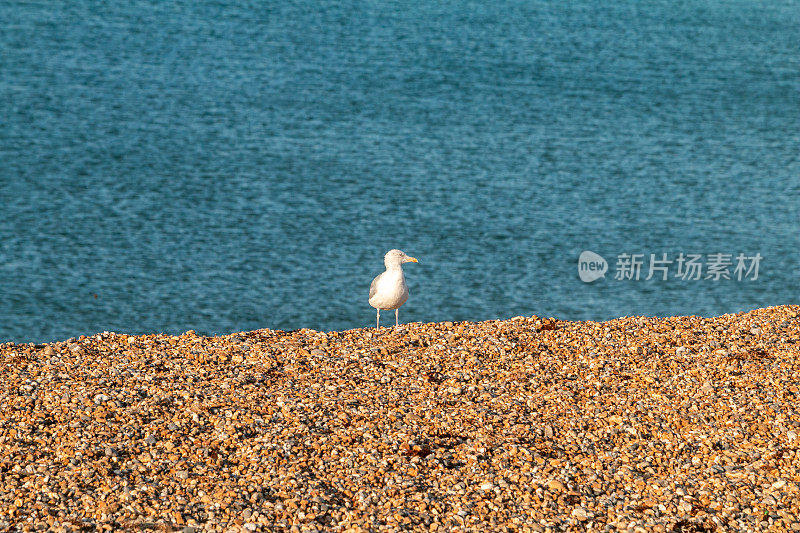 英格兰东苏塞克斯的布莱顿海滩上的欧洲银鸥