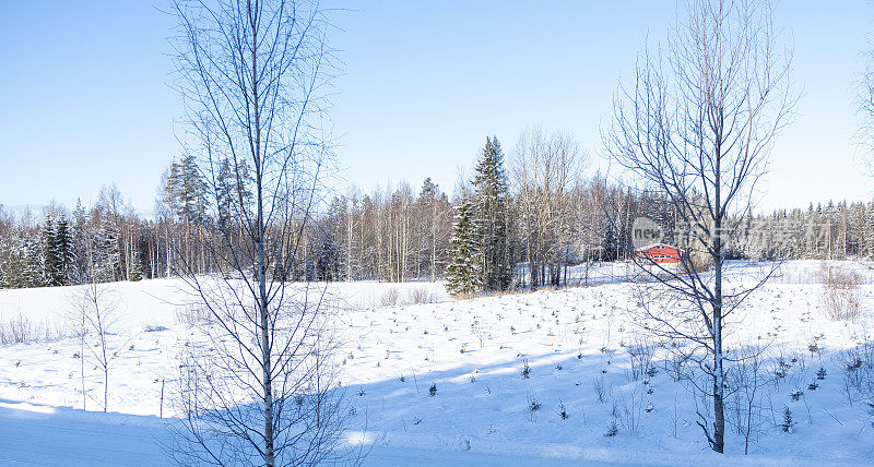 园艺苗圃，云杉幼苗。芬兰冬天的风景，白雪皑皑。