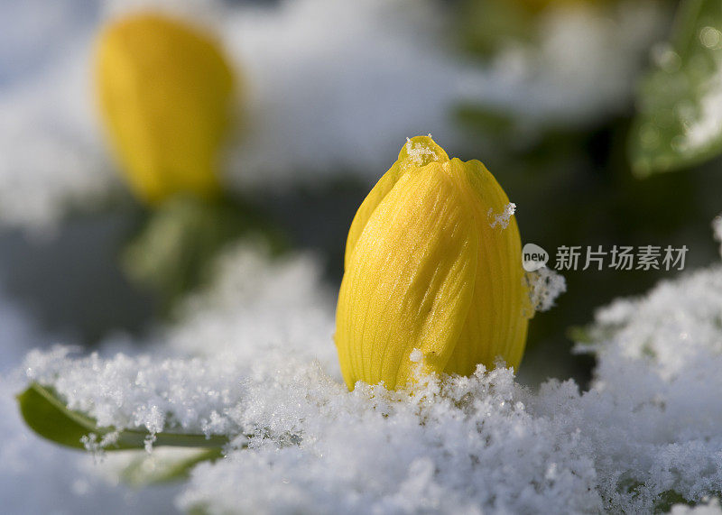 冬附子在花在花园里的雪