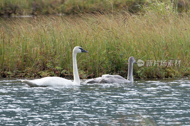 号手天鹅，妈妈和宝宝在游泳