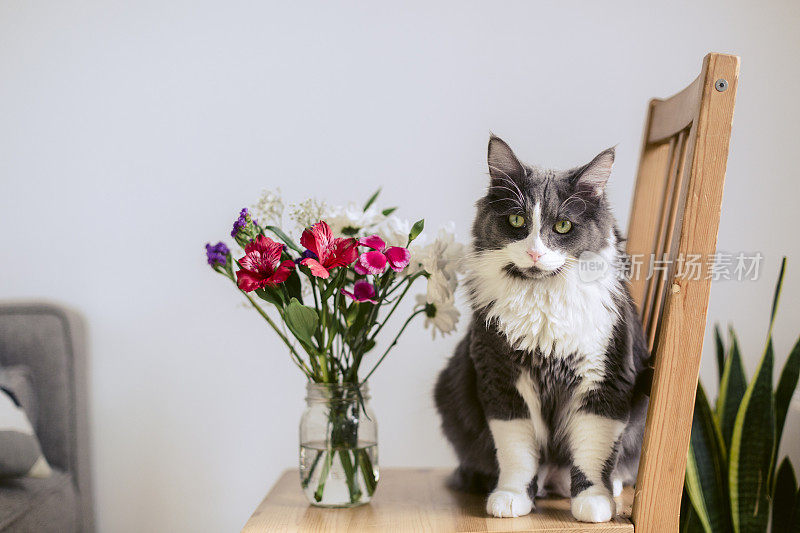 大灰白相间的猫拿着一束花坐在椅子上