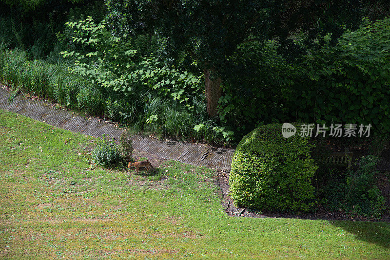 沙丘狐狸住在花园里。