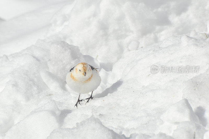 阿拉斯加内陆的雪旗