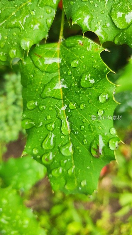 叶子雨滴