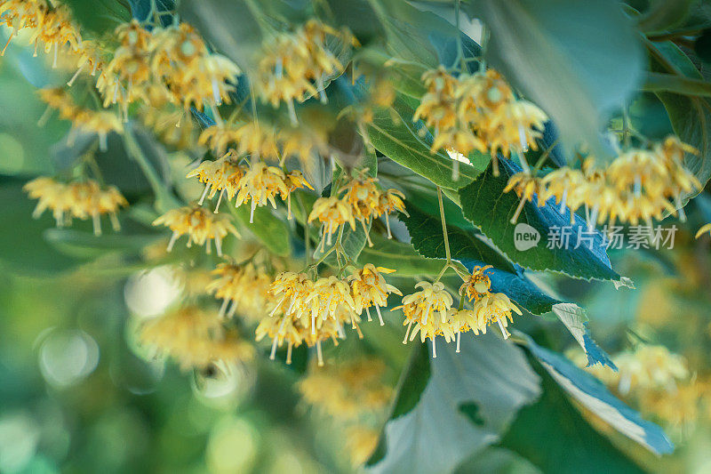 新鲜的青柠花用来泡茶