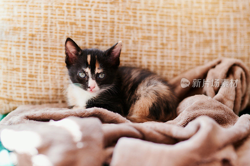 这是一只毛茸茸的斑纹小猫的肖像，看起来舒适而放松地躺在沙发上