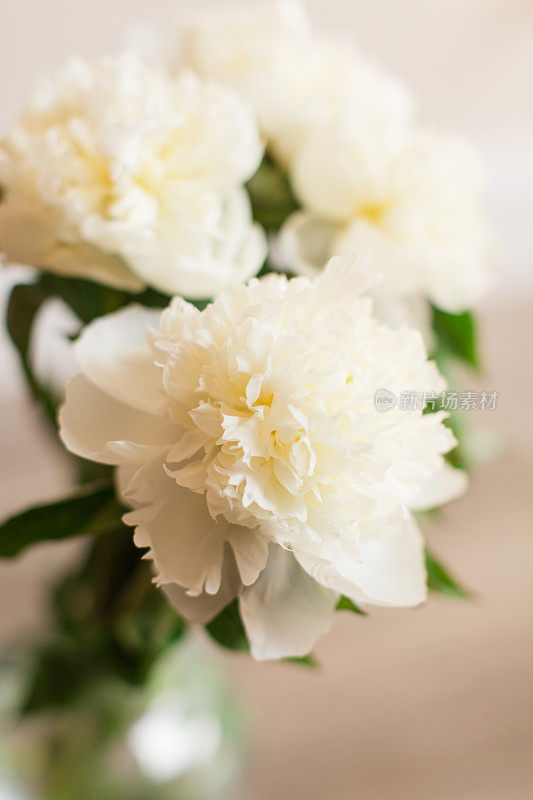 乳白色牡丹花盛开，背景为中性色
