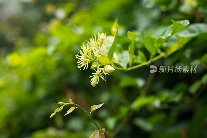 开花和盛开的热带小枝