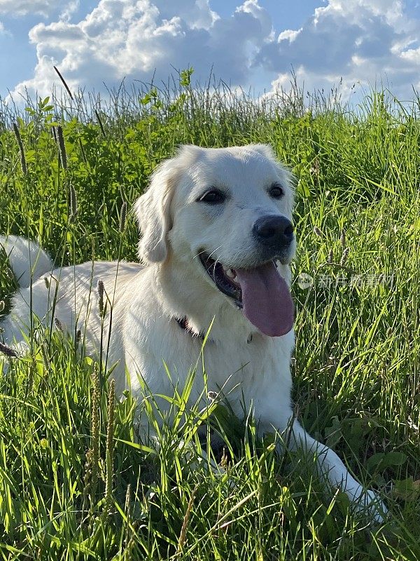 金毛寻回犬享受大自然，和我的狗狗玩得开心