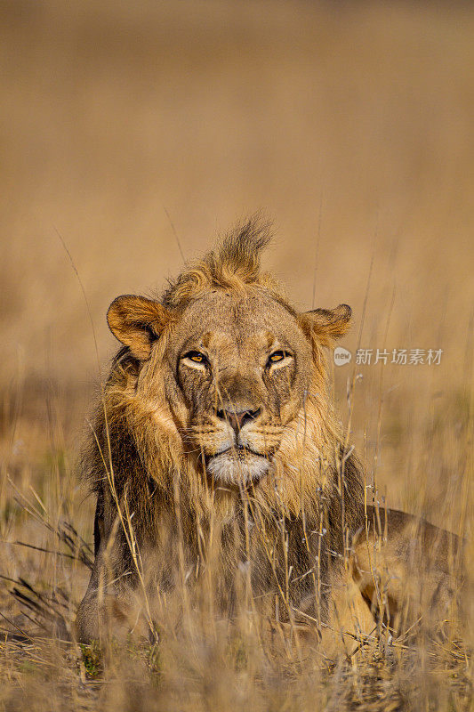 在南非喀拉哈里沙漠的一个水坑里，年轻的雄狮在饮水