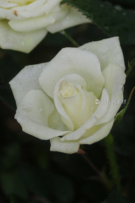 花园花盆中的微型玫瑰白花特写，模糊了园林背景，聚焦前景