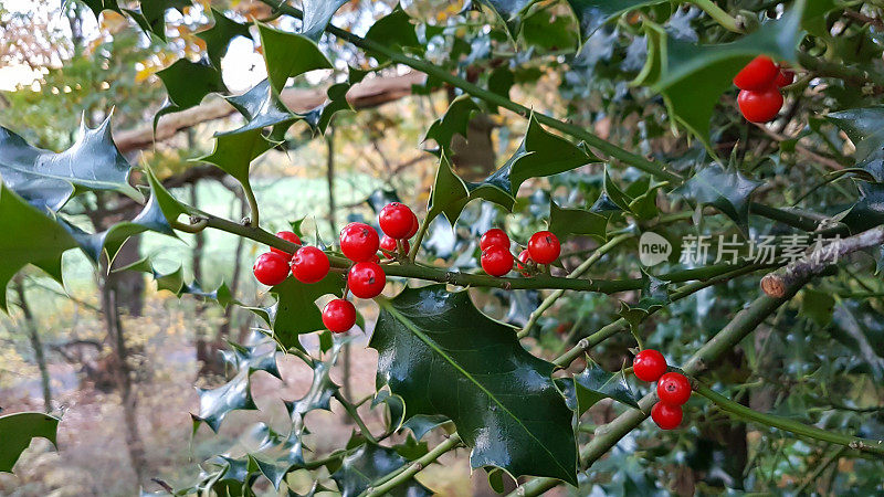 鲜红色的冬青树浆果，每一个绿色的穗状叶子非常适合喂鸟，也可以用来装饰圣诞季节的房子