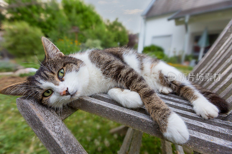 斑猫躺在花园的椅子上，看着相机