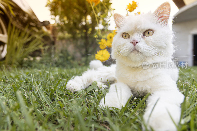 一只白猫在花园里散步。住在房子里的家猫。