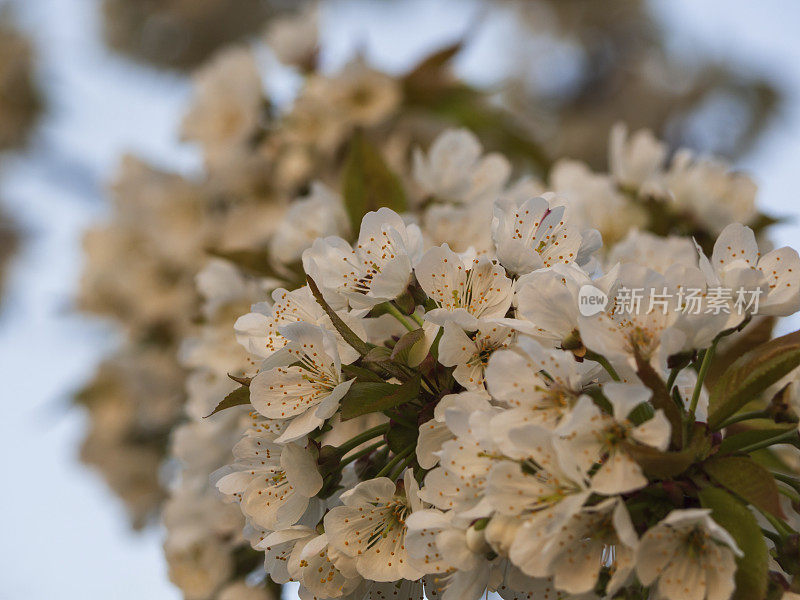 盛开的梨花枝条较低的田地深度。梨的开花枝。春天盛开的花园。花梨特写。模糊的背景。梨花在早春开放