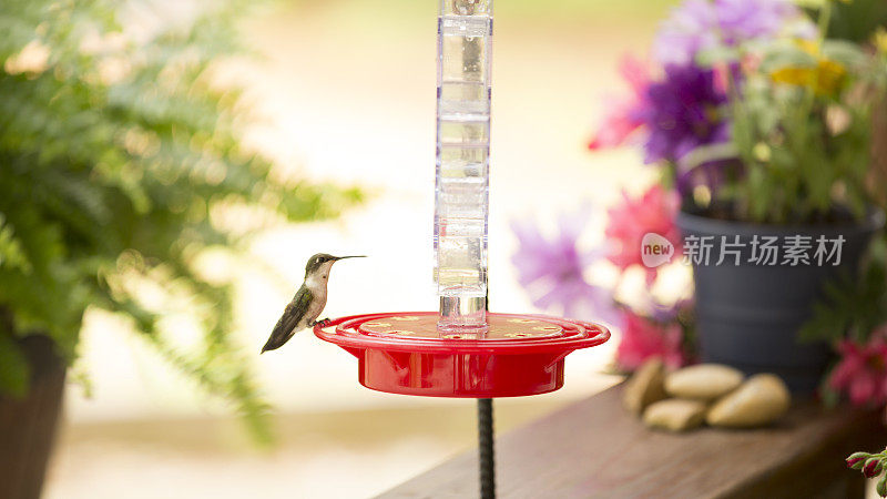 蜂鸟在春天觅食。