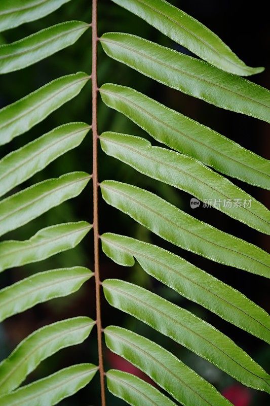 绿叶蕨属热带雨林叶植物