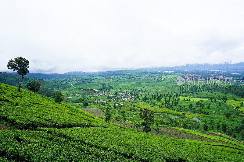 印度尼西亚西爪哇岛Pangalengan的绿茶种植园。