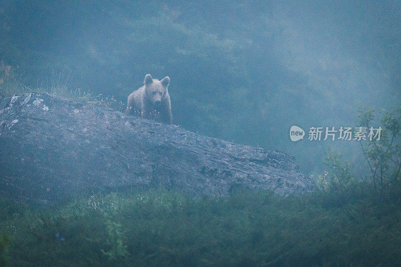 伊比利亚熊沿着山脊行走