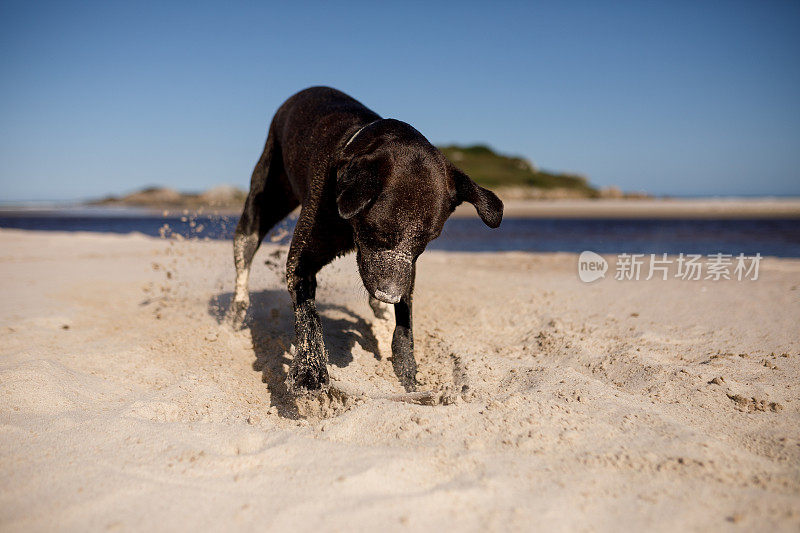大黑狗在玩沙子