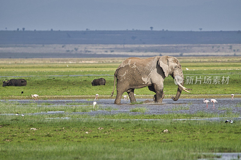 肯尼亚察沃东部和西部的安博塞利国家公园的大象