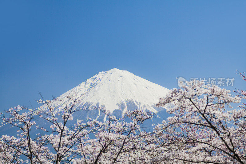 富士山和粉红色的樱花