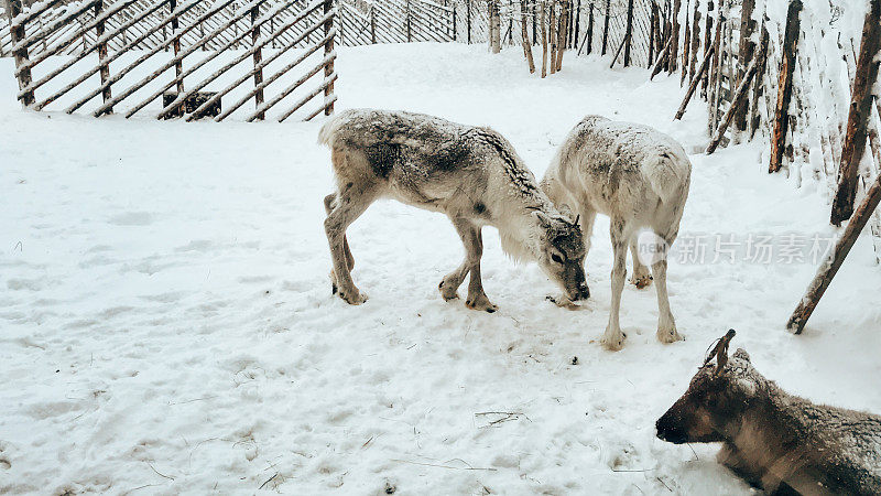 麋鹿在雪地上