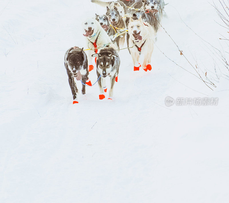 雪橇犬-阿拉斯加雪橇犬