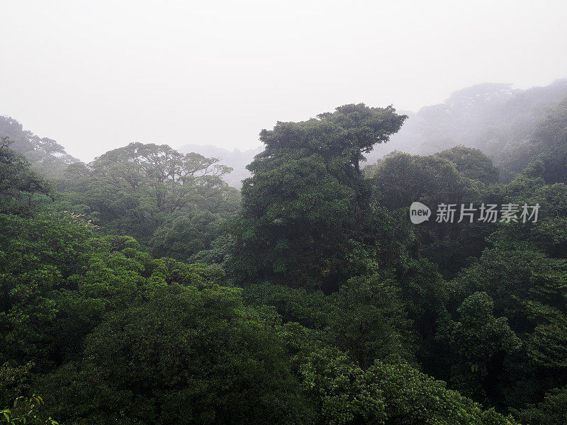 蒙特维达云森林的雨天