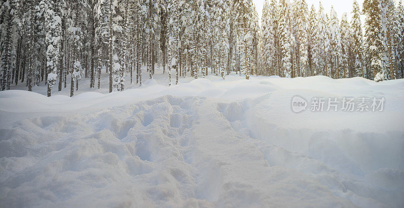 冬天，冰雪覆盖了树木和景观