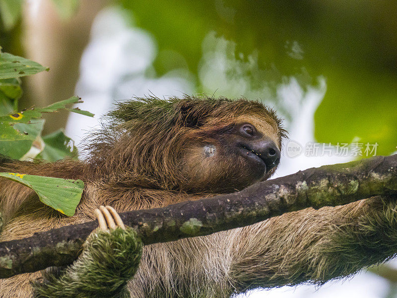 在哥斯达黎加拉福图纳附近，一只棕色喉咙的三趾树懒正在爬上一棵树