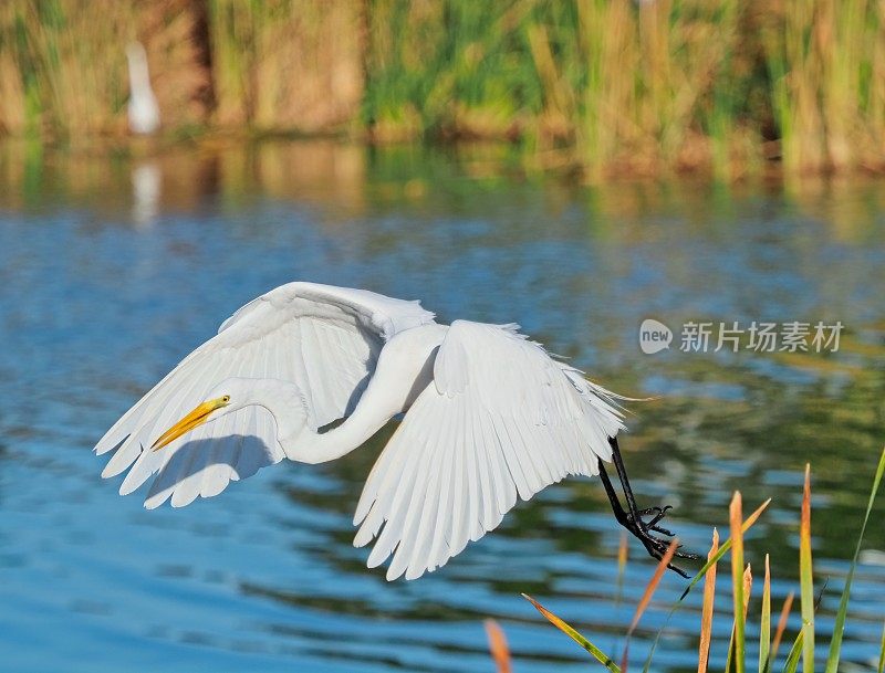 大白鹭飞过维埃拉湿地寻找食物