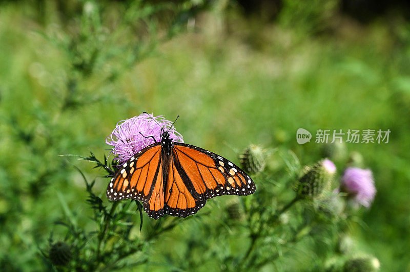 黑脉金斑蝶在盛开的加拿大蓟上