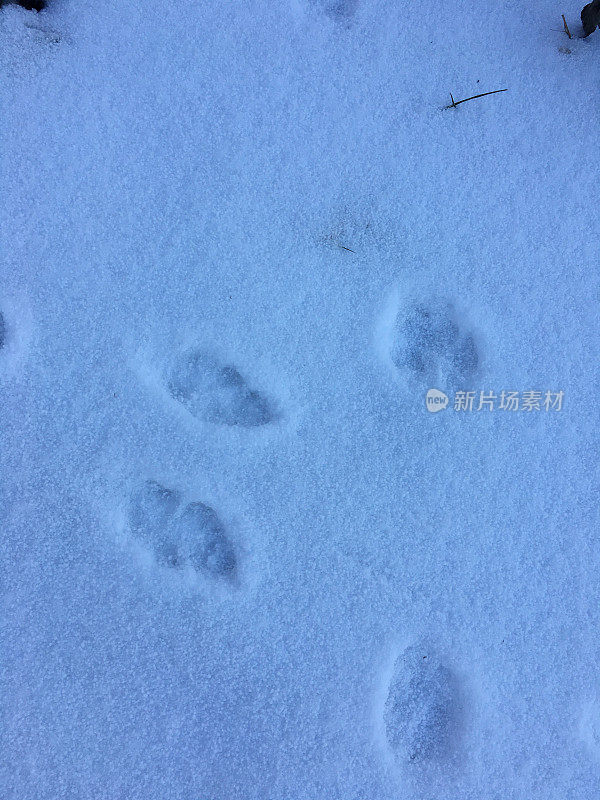 雪地上有狗的脚印。