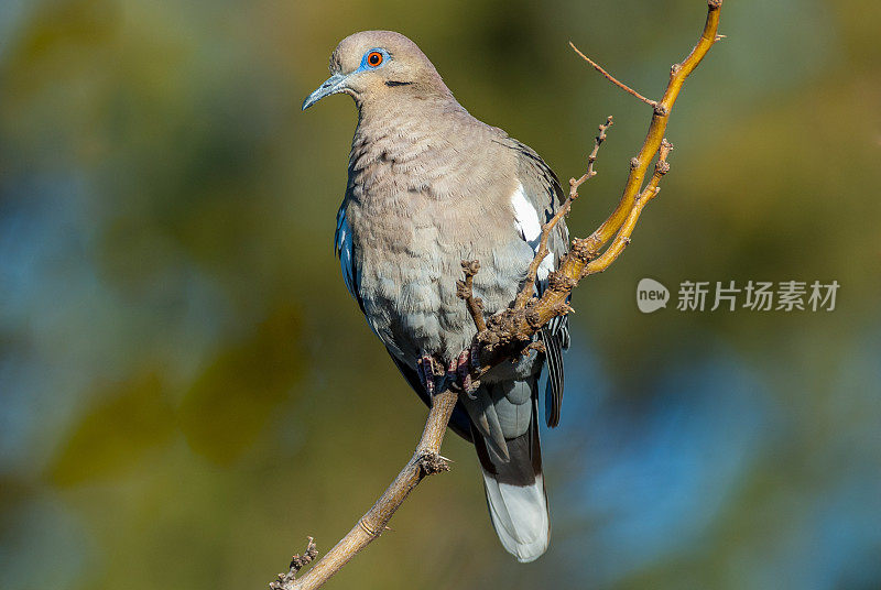 白鸽栖息在树枝上