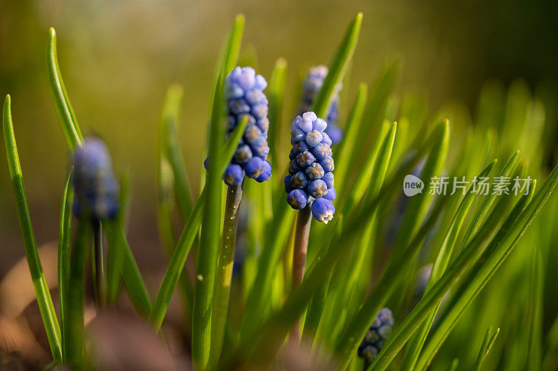 花园里的蓝色风信子