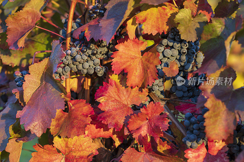 一串串蓝色的葡萄悬挂在夕阳下的葡萄园里。酒熟了，该收了。