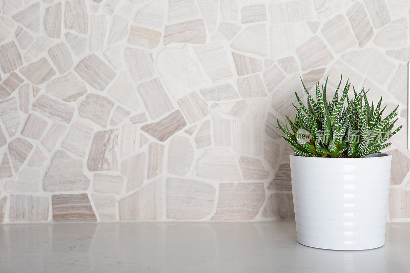 厨房柜台上的小室内植物对着瓷砖后挡板