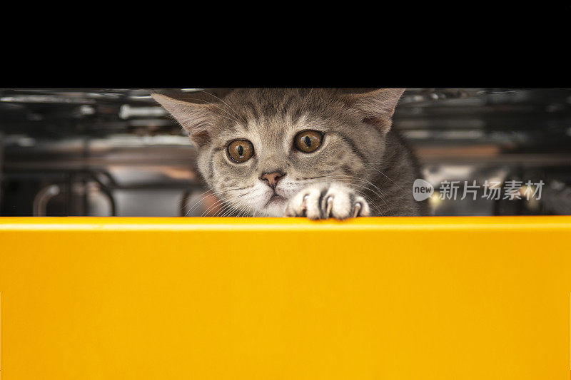英国短毛小猫，在厨房的洗碗机里玩耍